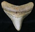 Posterior Megalodon Tooth - North Carolina #18596-1